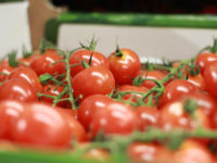 tomaten Tomaten